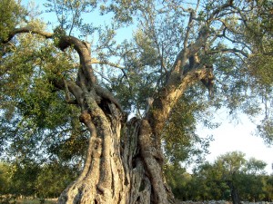 pianta di Ulivo secolare in Puglia